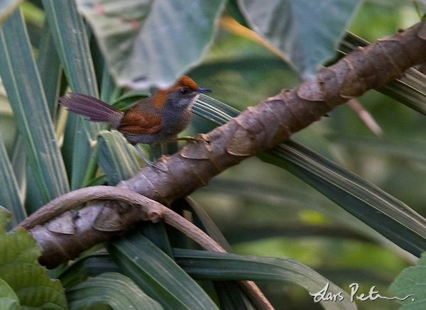 Pinto's Spinetail